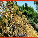 چگونه بهترین حفاظ دیواری را انتخاب کنیم؟