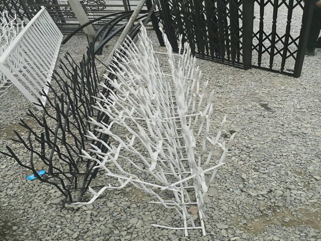 حفاظ شاخ گوزنی در یاسوج