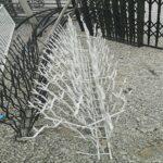 حفاظ شاخ گوزنی در یاسوج