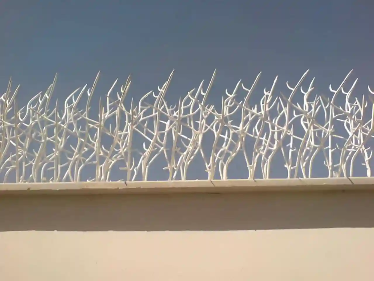 حفاظ شاخ گوزنی در قم