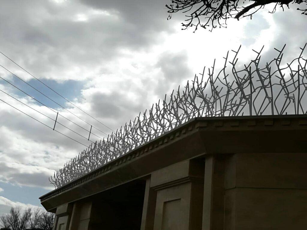 حفاظ شاخ گوزنی در کردان