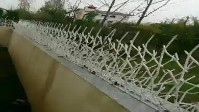 حفاظ شاخ گوزنی با کیفیت