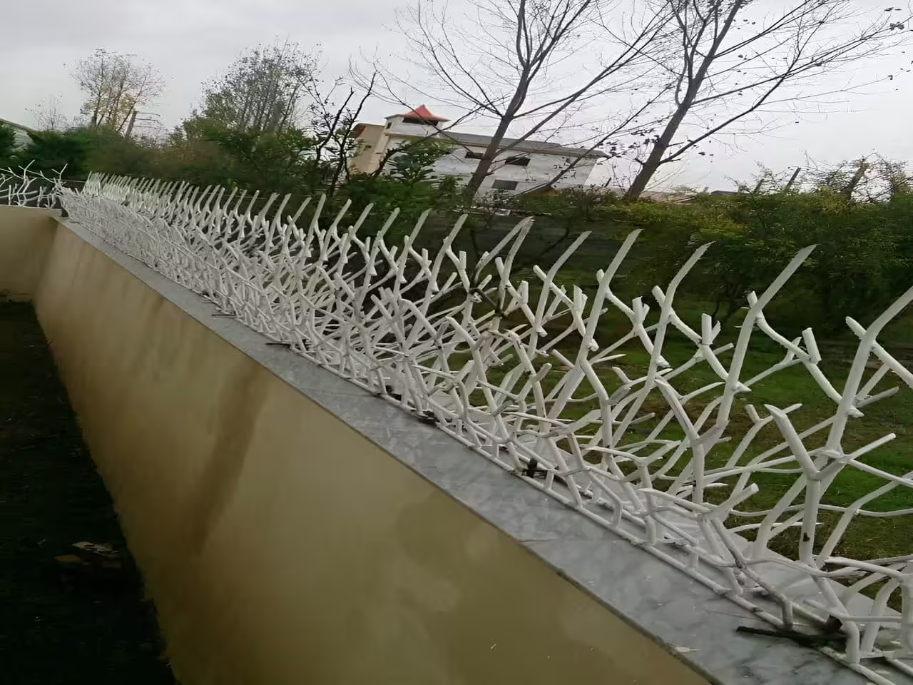 حفاظ شاخ گوزنی با کیفیت