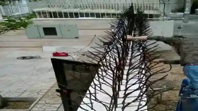 شناخت حفاظ شاخ گوزنی