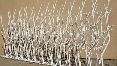 شاخ گوزنی متری چنده؟