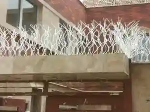 رنگ مناسب حفاظ شاخ گوزنی