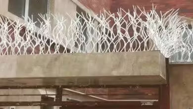 رنگ مناسب حفاظ شاخ گوزنی