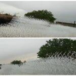 حفاظ شاخ گوزنی با طراحی مقاوم