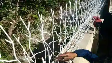 حفاظ شاخ گوزنی حریم خصوصی