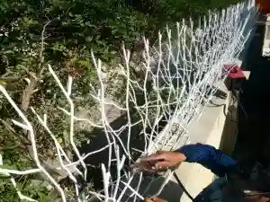 تولید کننده حفاظ شاخ گوزنی