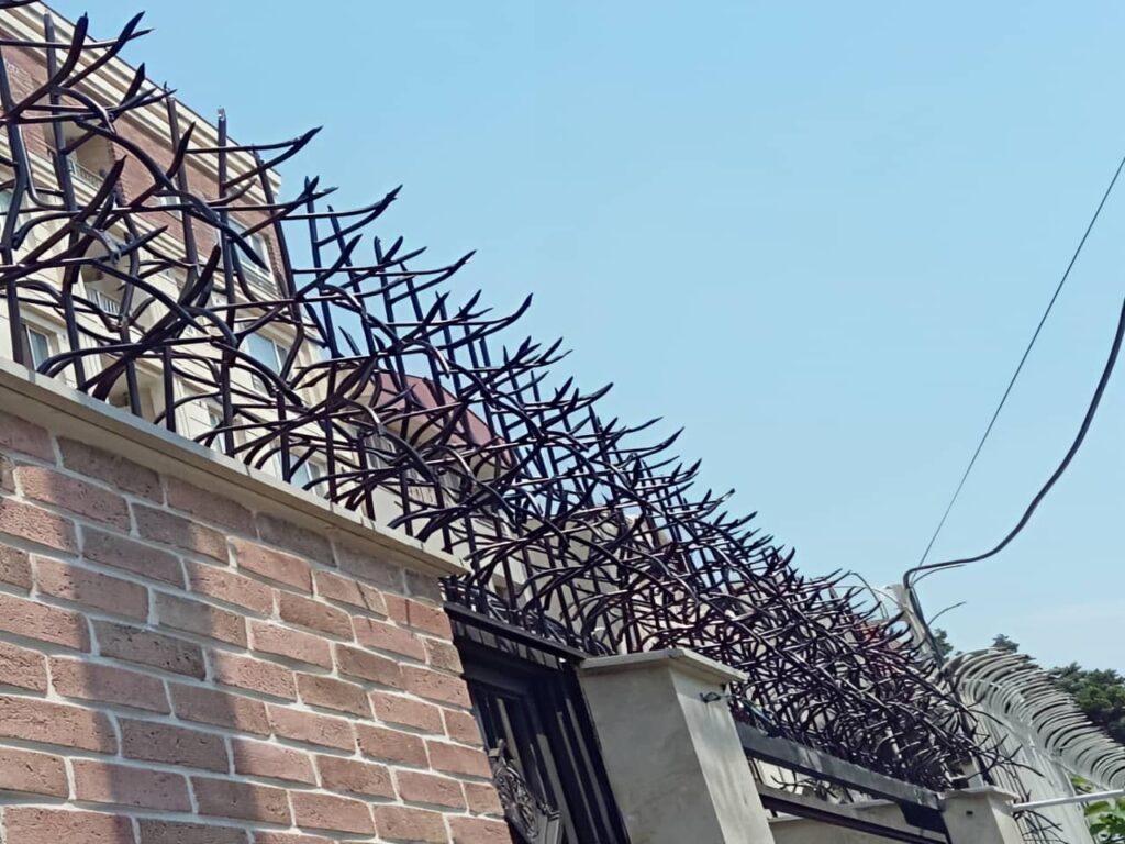 عکس حفاظ شاخ گوزنی