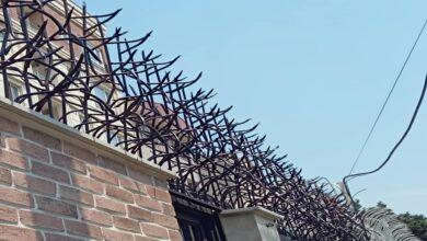 عکس حفاظ شاخ گوزنی