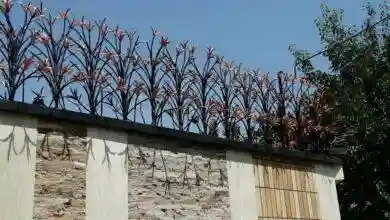 اگر دزد به خانه آمد، چه کنیم؟