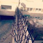 حفاظ سردیواری شاخگوزنی