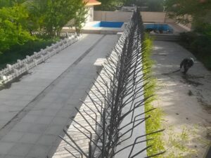 ارزش حفاظ شاخ گوزنی