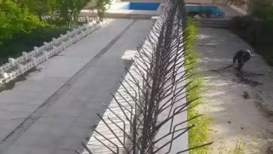 ارزش حفاظ شاخ گوزنی