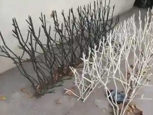 روش سرقت از منازل مسکونی