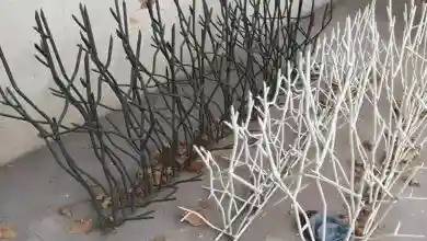 روش سرقت از منازل مسکونی