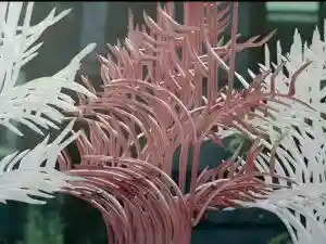 رنگ حفاظ شاخ گوزنی