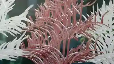 رنگ حفاظ شاخ گوزنی