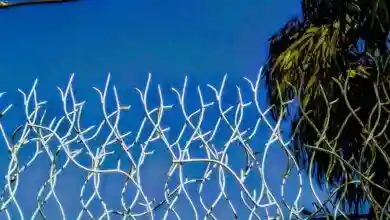 تولید و اجرای حفاظ شاخ گوزنی