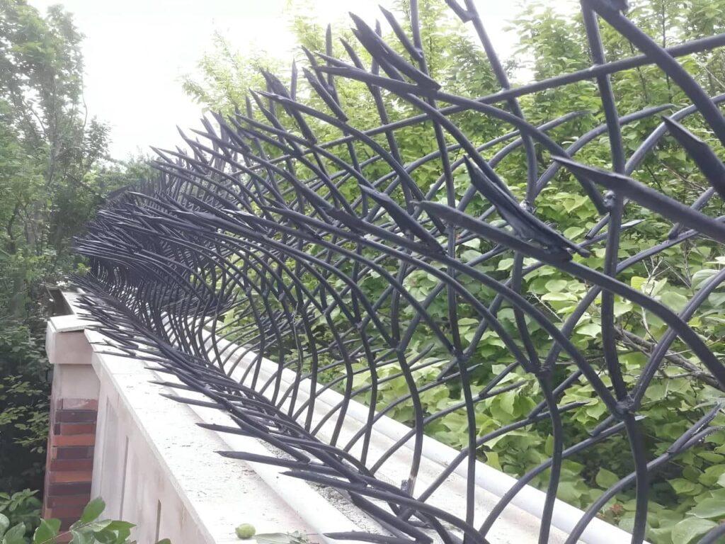 حفاظ شاخ گوزنی در شهر های مرطوب