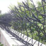 حفاظ شاخ گوزنی در شهر های مرطوب