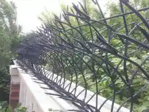 حفاظ شاخ گوزنی در شهر های مرطوب