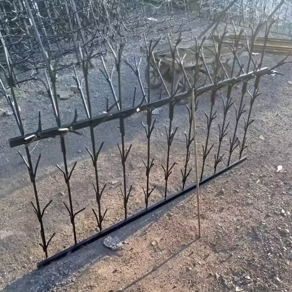 مشخصات حفاظ شمشادی