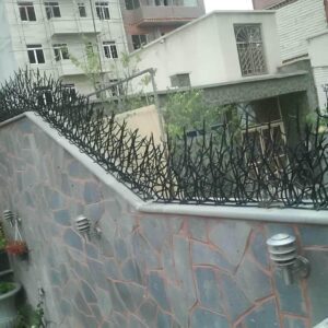 حفاظ شاخ گوزنی در سبزوار