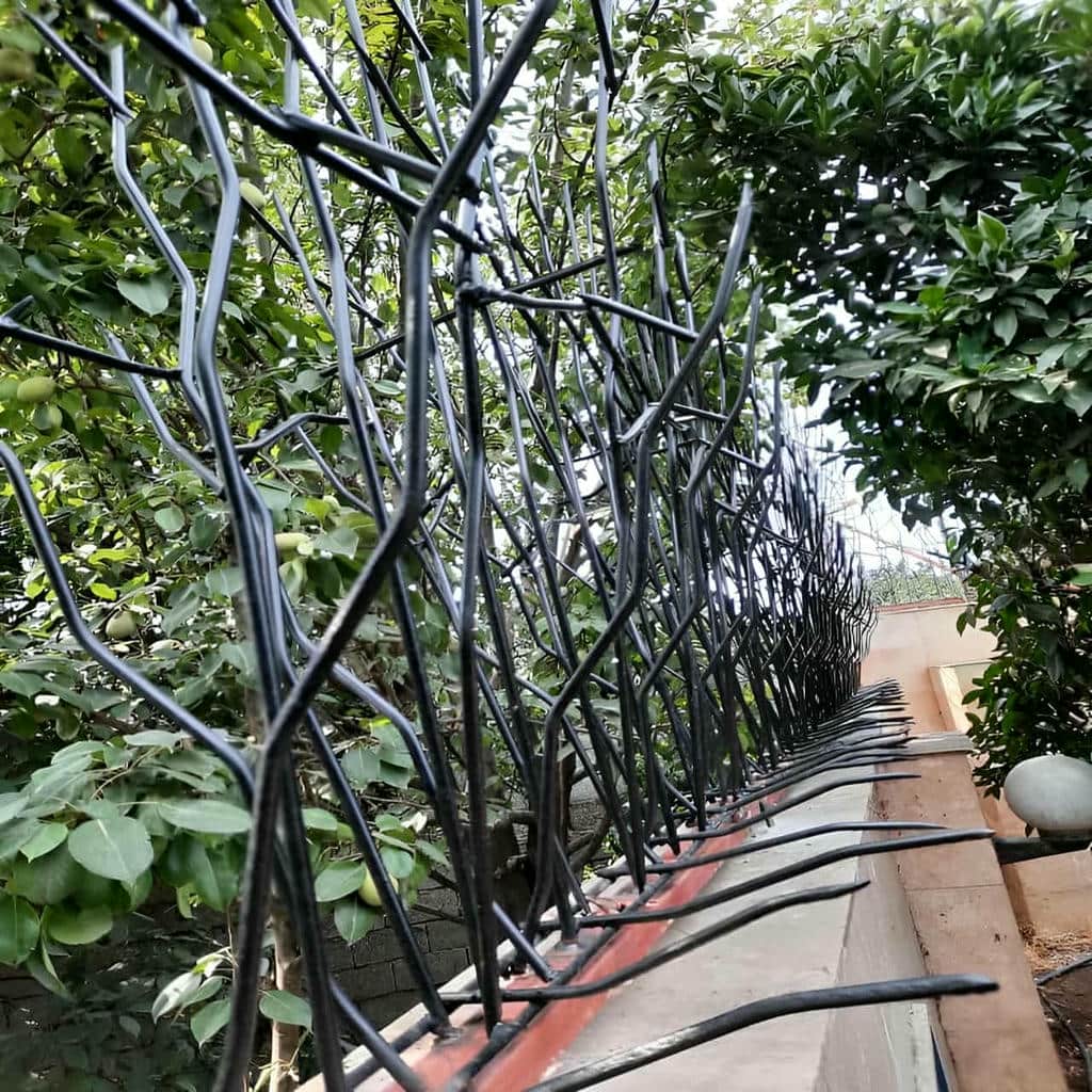حفاظ شاخ گوزنی در بیرجند
