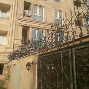 حفاظ شاخ گوزنی در تبریز