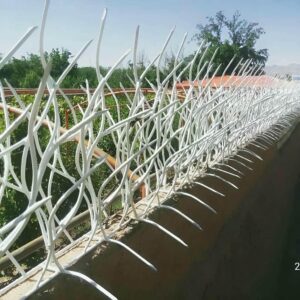 حفاظ شاخ گوزنی در نیشابور