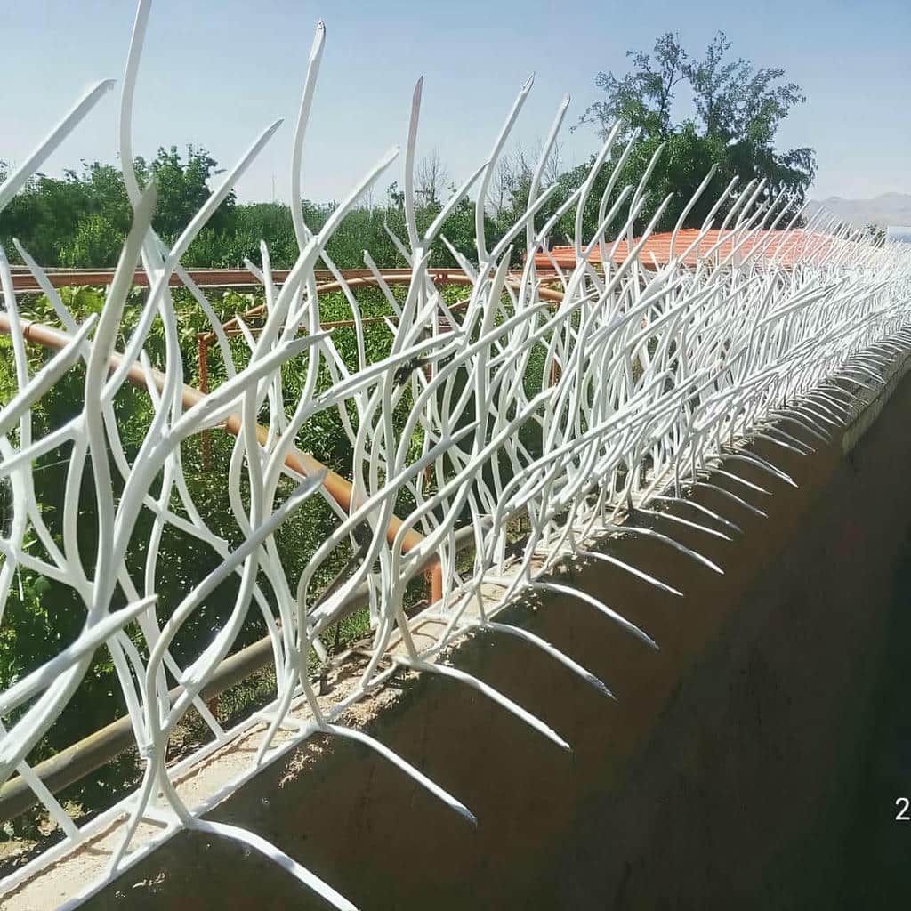 حفاظ شاخ گوزنی در نیشابور