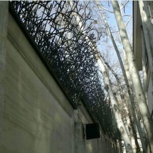 حفاظ شاخ گوزنی در کمال شهر