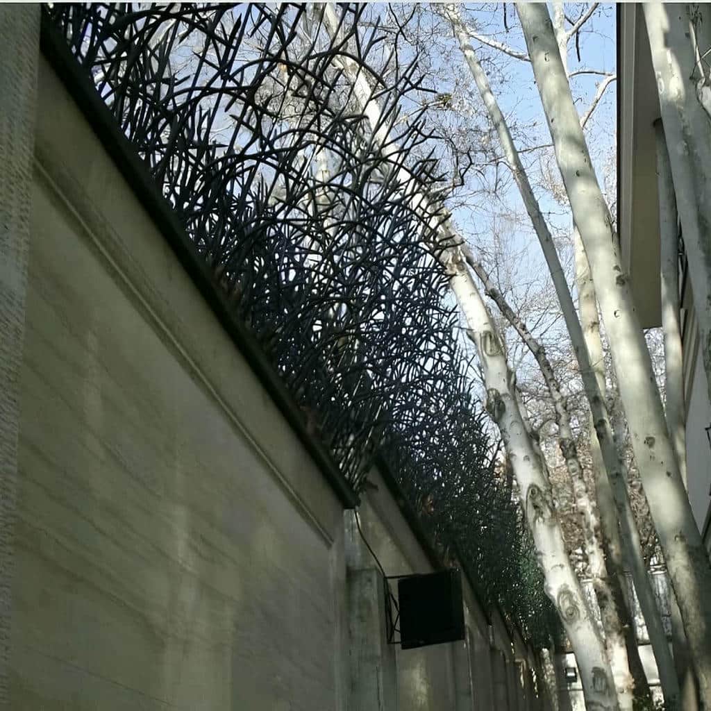 حفاظ شاخ گوزنی در کمال شهر
