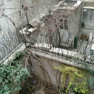 حفاظ شاخ گوزنی در اهواز