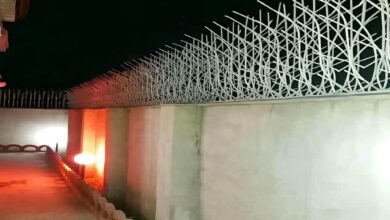 حفاظ شاخ گوزنی در مهرشهر کرج