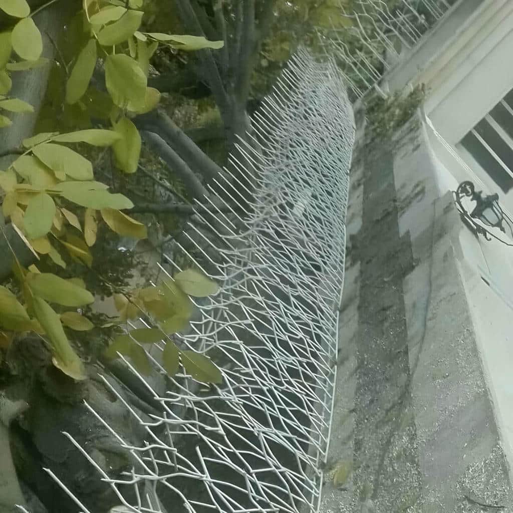 نصب حفاظ شاخ گوزنی نور خورشید در کرمانشاه