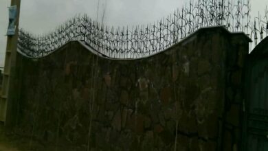 حفاظ شاخ گوزنی در سنندج