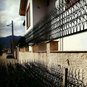 حفاظ شاخ گوزنی در بندر دیلم