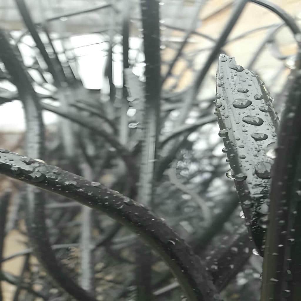 حفاظ شاخ گوزنی در ملارد