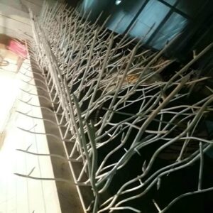 حفاظ شاخ گوزنی در خرم آباد
