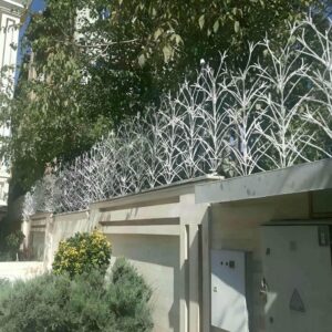 حفاظ شاخ گوزنی در رفسنجان