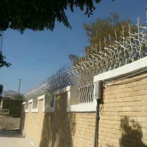 حفاظ شاخ گوزنی در سقز