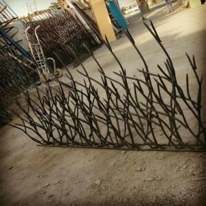 حفاظ شاخ گوزنی در چابهار