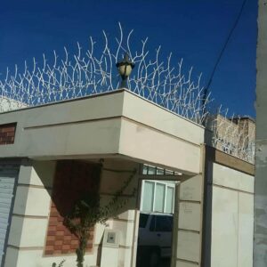 حفاظ شاخ گوزنی در استان مازندران