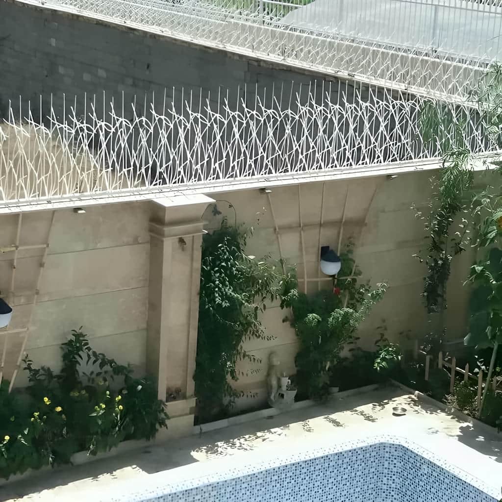 حفاظ شاخ گوزنی خار دار با برش دقیق نوک ها
