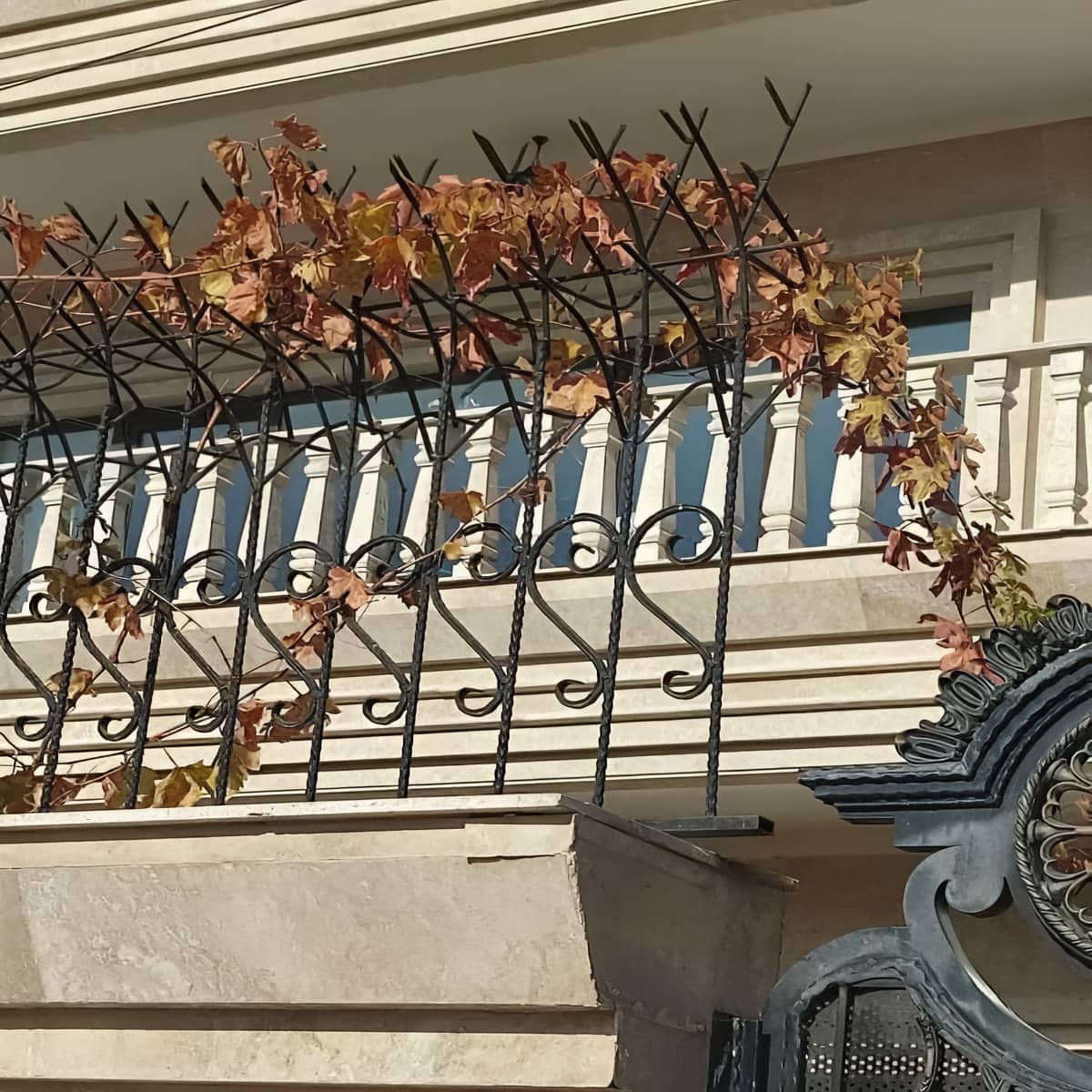 مشخصات حفاظ شاخ گوزنی