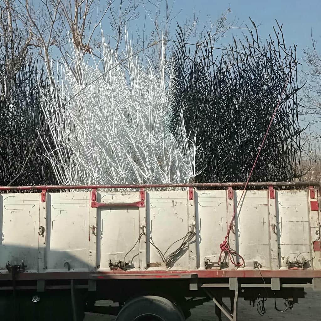 حفاظ شاخ گوزنی آبسرد